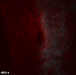 Calcium imaging of the first zebrafish heartbeats